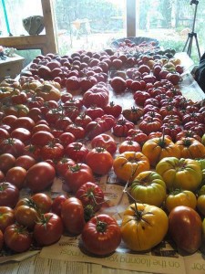 tomatoes on table
