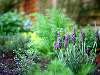 Grow herbs in your garden