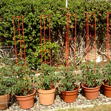 Tomato container garden